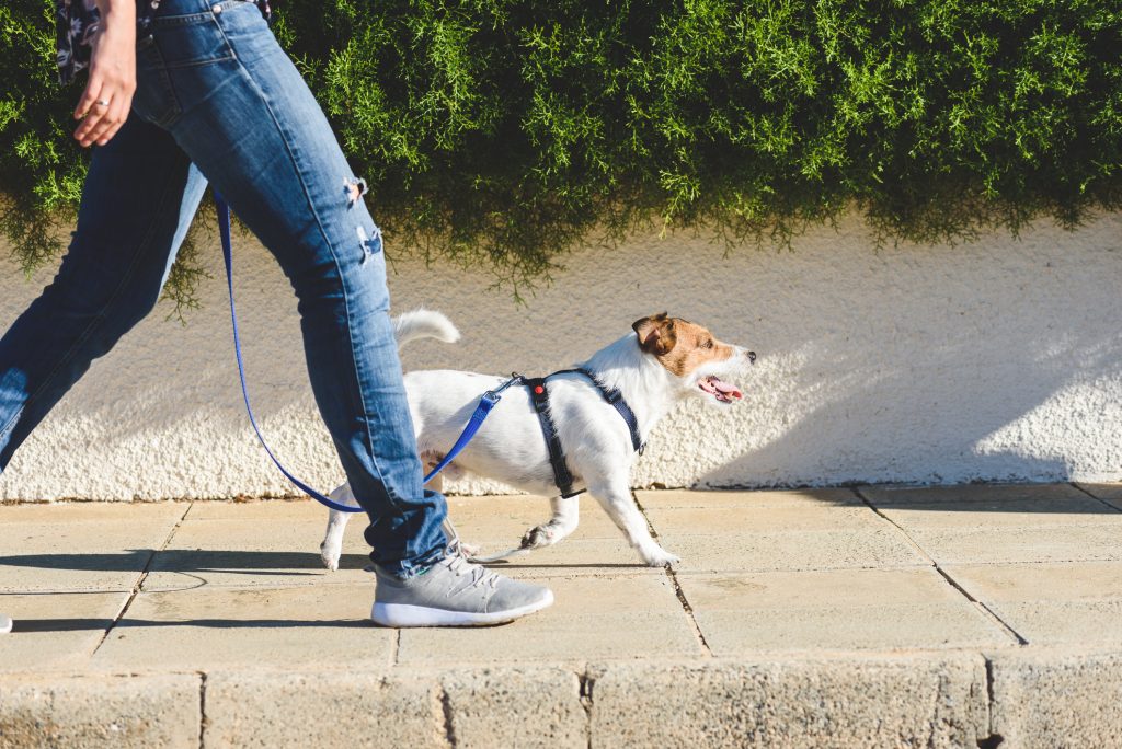 Jack Russell Terrier in harness walking on loose leash